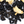 Black Jasmine