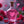 Love Potion